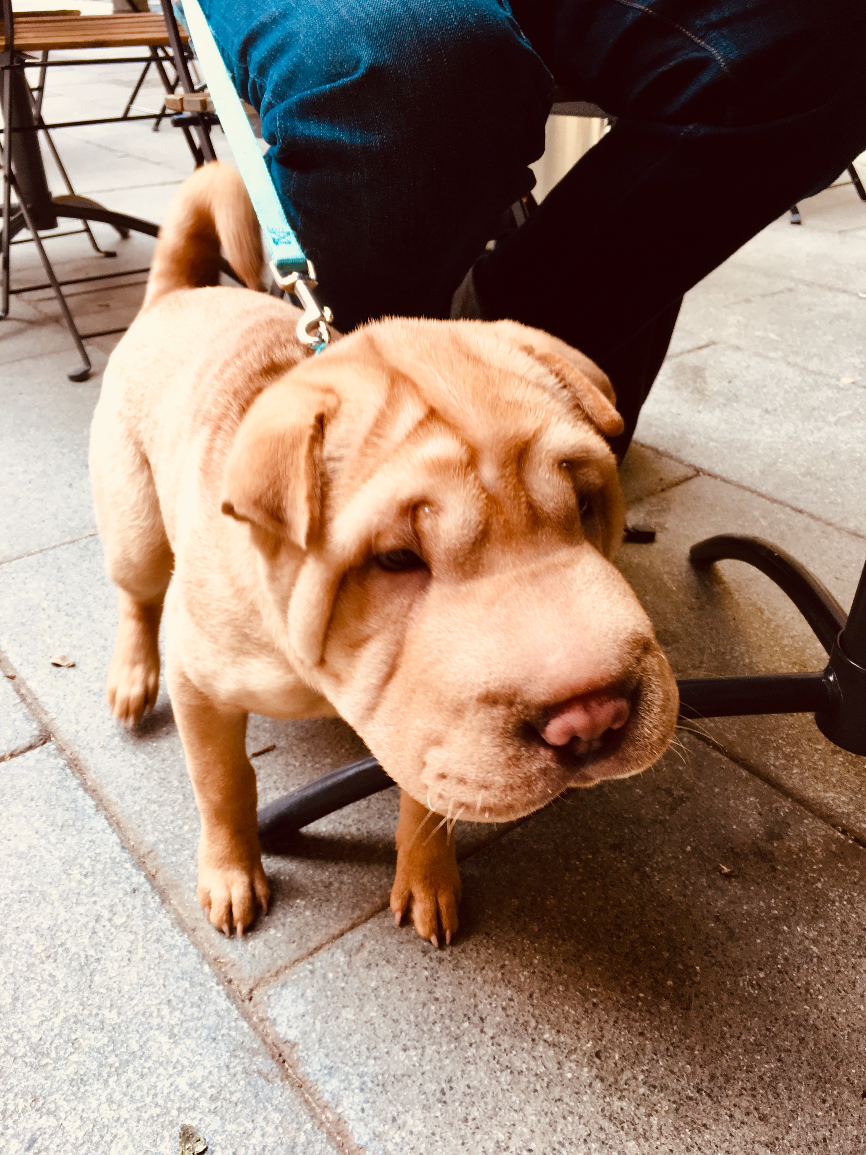Se admiten mascotas. We are pets friendly
