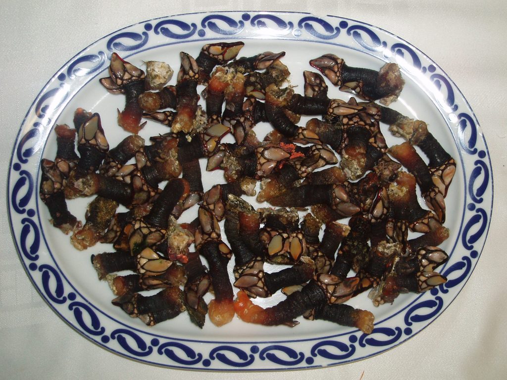 Percebes
